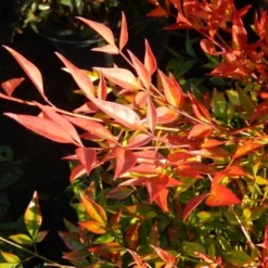 Hemelse Bamboe (Nandina Domestica 'Gulf Stream') -Aanbiedingen Tuin Verrassing Winkel nandina gulf stream 6