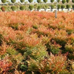 Hemelse Bamboe (Nandina Domestica 'Gulf Stream') -Aanbiedingen Tuin Verrassing Winkel nandina gulf stream 7