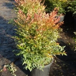 Hemelse Bamboe (Nandina Domestica 'Gulf Stream') -Aanbiedingen Tuin Verrassing Winkel nandina gulf stream 8