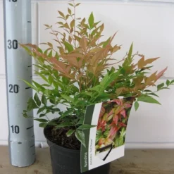 Hemelse Bamboe (Nandina Domestica 'Gulf Stream') -Aanbiedingen Tuin Verrassing Winkel nandina gulf stream c2 30 05 2017 2