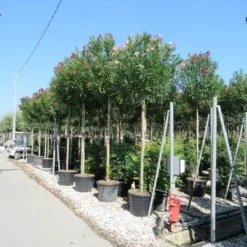 Oleander Als Boom (Nerium Oleander) -Aanbiedingen Tuin Verrassing Winkel nerium