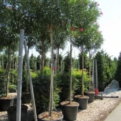 Oleander Als Boom (Nerium Oleander) -Aanbiedingen Tuin Verrassing Winkel nerium
