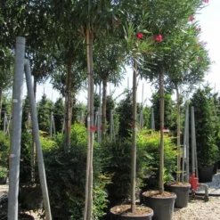 Oleander Als Boom (Nerium Oleander) -Aanbiedingen Tuin Verrassing Winkel nerium 10 12
