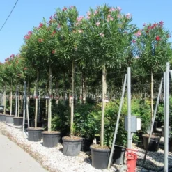 Oleander Als Boom (Nerium Oleander) -Aanbiedingen Tuin Verrassing Winkel nerium 10 12 2 1