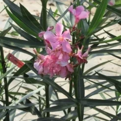 Roze Oleander (Nerium Oleander) 12 Roze Oleander (Nerium Oleander) -Aanbiedingen Tuin Verrassing Winkel nerium roze 1