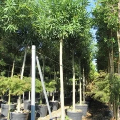 Oleander Als Boom (Nerium Oleander) -Aanbiedingen Tuin Verrassing Winkel nerium stam