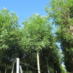 Oleander Als Boom (Nerium Oleander) -Aanbiedingen Tuin Verrassing Winkel nerium stam 2 1