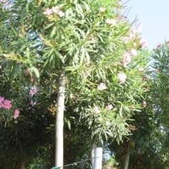 Oleander Als Boom (Nerium Oleander) -Aanbiedingen Tuin Verrassing Winkel nerium stam 3