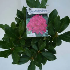 Rhododendron (Rhododendron 'Nova Zembla') -Aanbiedingen Tuin Verrassing Winkel nova zembla c5 boven