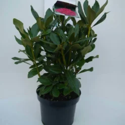 Rhododendron (Rhododendron 'Nova Zembla') -Aanbiedingen Tuin Verrassing Winkel nova zembla c5 voor