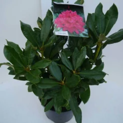Rhododendron (Rhododendron 'Nova Zembla') -Aanbiedingen Tuin Verrassing Winkel nova zembla c5 zij