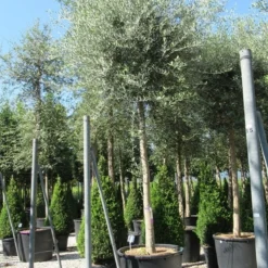 Olijfboom (Olea Europaea ) 13 Olijfboom (Olea Europaea ) -Aanbiedingen Tuin Verrassing Winkel olea