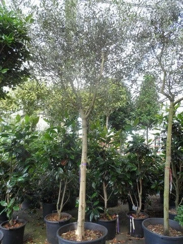 Olijfboom (Olea Europaea ) 2 Olijfboom (Olea Europaea ) - Afbeelding 2