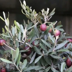 Olijf Als Struik (Olea Europaea) -Aanbiedingen Tuin Verrassing Winkel olea europaea 1 1 1