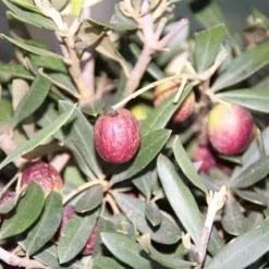 Olijf Als Struik (Olea Europaea) -Aanbiedingen Tuin Verrassing Winkel olea europaea 2 1 1