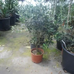 Olijf Als Struik (Olea Europaea) -Aanbiedingen Tuin Verrassing Winkel olea europaea struikvorm 60 80 c10 1