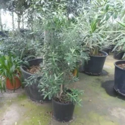 Olijf Als Struik (Olea Europaea) 21 Olijf Als Struik (Olea Europaea) -Aanbiedingen Tuin Verrassing Winkel olea europaea struikvorm 80 100 c20