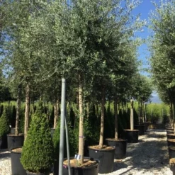 Olijfboom (Olea Europaea ) -Aanbiedingen Tuin Verrassing Winkel olea europea 25 30 1