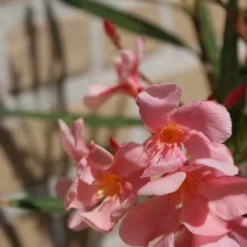 Roze Oleander (Nerium Oleander) 9 Roze Oleander (Nerium Oleander) -Aanbiedingen Tuin Verrassing Winkel oleander 5 1