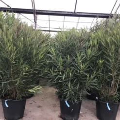 Smalbladige Oleander (Nerium Oleander 'Papa Gambetta') -Aanbiedingen Tuin Verrassing Winkel oleanderpapagambetta 1 1
