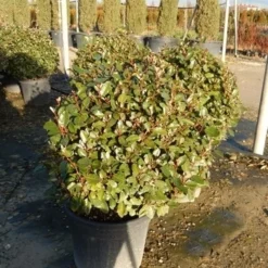 Olijfwilg Als Bol (Elaeagnus Ebbingei 'Compacta') -Aanbiedingen Tuin Verrassing Winkel olijfwilg bollen 6070cm 2