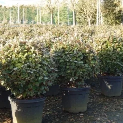 Olijfwilg Als Bol (Elaeagnus Ebbingei 'Compacta') -Aanbiedingen Tuin Verrassing Winkel olijfwilg bollen 6070cm 4
