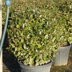 Olijfwilg Als Bol (Elaeagnus Ebbingei 'Compacta') -Aanbiedingen Tuin Verrassing Winkel olijfwilg bollen 6070cm 5