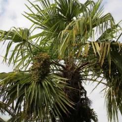 Winterharde Palm (Trachycarpus Fortunei) -Aanbiedingen Tuin Verrassing Winkel palm 3