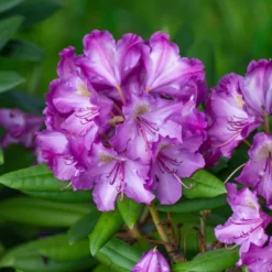 Rhododendron (Rhododendron 'Bohlkens Lupinenberg')