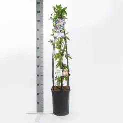 Passiebloem (Passiflora Caerulea) -Aanbiedingen Tuin Verrassing Winkel passiflora caerulea1.00 1.25