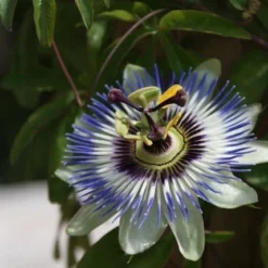 Passiebloem (Passiflora Caerulea) -Aanbiedingen Tuin Verrassing Winkel passiflora caerulea 16