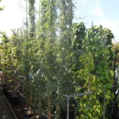 Passiebloem (Passiflora Caerulea) -Aanbiedingen Tuin Verrassing Winkel passiflora caerulea 300 400 c25