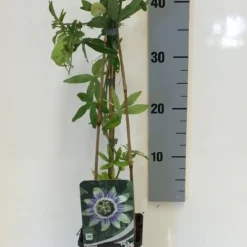 Passiebloem (Passiflora Caerulea) -Aanbiedingen Tuin Verrassing Winkel passiflora caerulea 50 60 c2 1