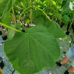Anna Paulownaboom (Paulownia Fortunei 'Fast Blue') -Aanbiedingen Tuin Verrassing Winkel paulownia fortunei fast blue 2 1