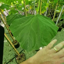 Anna Paulownaboom (Paulownia Fortunei 'Fast Blue') -Aanbiedingen Tuin Verrassing Winkel paulownia fortunei fast blue 3 1