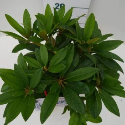 Rhododendron (Rhododendron 'Percy Wiseman') 18 Rhododendron (Rhododendron 'Percy Wiseman') -Aanbiedingen Tuin Verrassing Winkel percy wiseman c2 boven