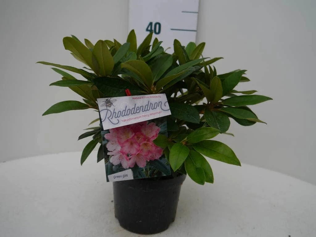 Rhododendron (Rhododendron 'Percy Wiseman') 6 Rhododendron (Rhododendron 'Percy Wiseman') - Afbeelding 6