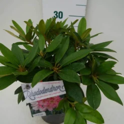 Rhododendron (Rhododendron 'Percy Wiseman') 20 Rhododendron (Rhododendron 'Percy Wiseman') -Aanbiedingen Tuin Verrassing Winkel percy wiseman c2 zij