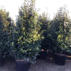 Camelia (Camellia Japonica ‘Perfection White’) -Aanbiedingen Tuin Verrassing Winkel perfectionwhite200cm