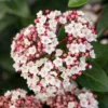 Groenblijvende Sneeuwbal (Viburnum Tinus 'Eve Price')