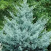 Cipres (Cupressus Arizonica 'Glauca')