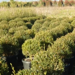 Steenlinde Als Bol (Phillyrea Angustifolia) 13 Steenlinde Als Bol (Phillyrea Angustifolia) -Aanbiedingen Tuin Verrassing Winkel phillyrea angustifolia 1