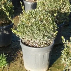 Steenlinde Als Bol (Phillyrea Angustifolia) 11 Steenlinde Als Bol (Phillyrea Angustifolia) -Aanbiedingen Tuin Verrassing Winkel phillyrea angustifolia 2