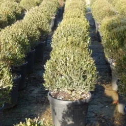 Steenlinde Als Bol (Phillyrea Angustifolia) 12 Steenlinde Als Bol (Phillyrea Angustifolia) -Aanbiedingen Tuin Verrassing Winkel phillyrea angustifolia 3