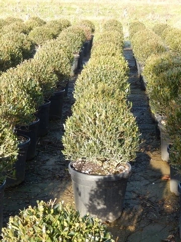 Steenlinde Als Bol (Phillyrea Angustifolia) 6 Steenlinde Als Bol (Phillyrea Angustifolia) - Afbeelding 6