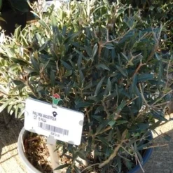 Steenlinde Als Bol (Phillyrea Angustifolia) 10 Steenlinde Als Bol (Phillyrea Angustifolia) -Aanbiedingen Tuin Verrassing Winkel phillyrea angustifolia bol