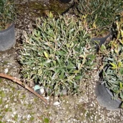 Steenlinde Als Bol (Phillyrea Angustifolia) 9 Steenlinde Als Bol (Phillyrea Angustifolia) -Aanbiedingen Tuin Verrassing Winkel phillyrea angustifolia bol