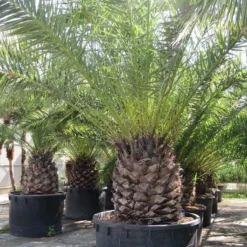 Canarische Dadelpalm (Phoenix Canariensis) -Aanbiedingen Tuin Verrassing Winkel phoenix canariensi 1