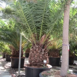 Canarische Dadelpalm (Phoenix Canariensis) -Aanbiedingen Tuin Verrassing Winkel phoenix canariensi 2 1
