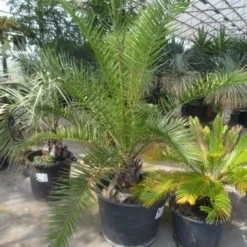 Canarische Dadelpalm (Phoenix Canariensis) -Aanbiedingen Tuin Verrassing Winkel phoenix canariensis 150 200 c90 1